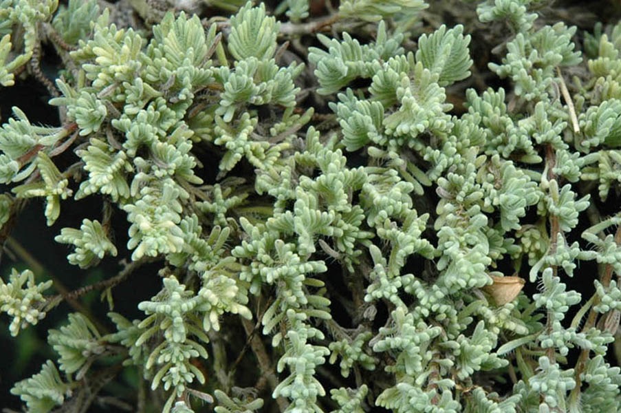 Thymus leucotrichus ssp neiceffii in bloom on rocky slopes in central Turkey